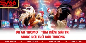  Đá Gà Thomo – Tâm Điểm Giải Trí Mang Hơi Thở Đấu Trường