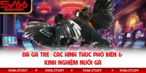 Đá Gà Tre | Các Hình Thức Phổ Biến & Kinh Nghiệm Nuôi Gà 