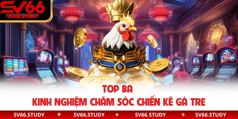 Top ba kinh nghiệm chăm sóc chiến kê gà tre